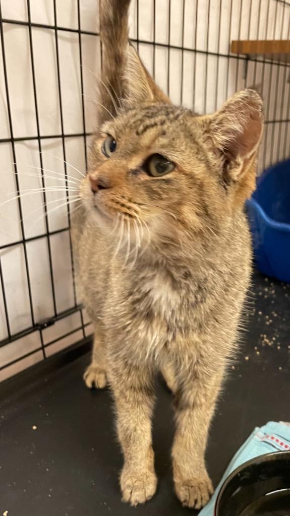 Enlarge BINNY, a Adopted mixed breed in Muskegon, MI image 5/6