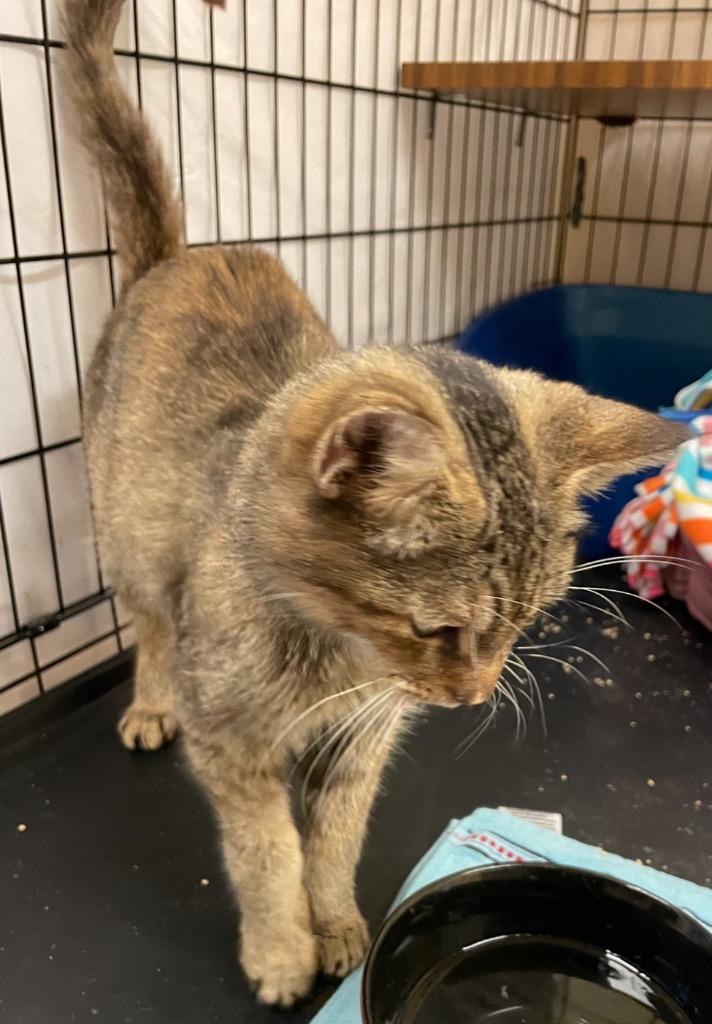 Enlarge BINNY, a Adopted mixed breed in Muskegon, MI image 6/6