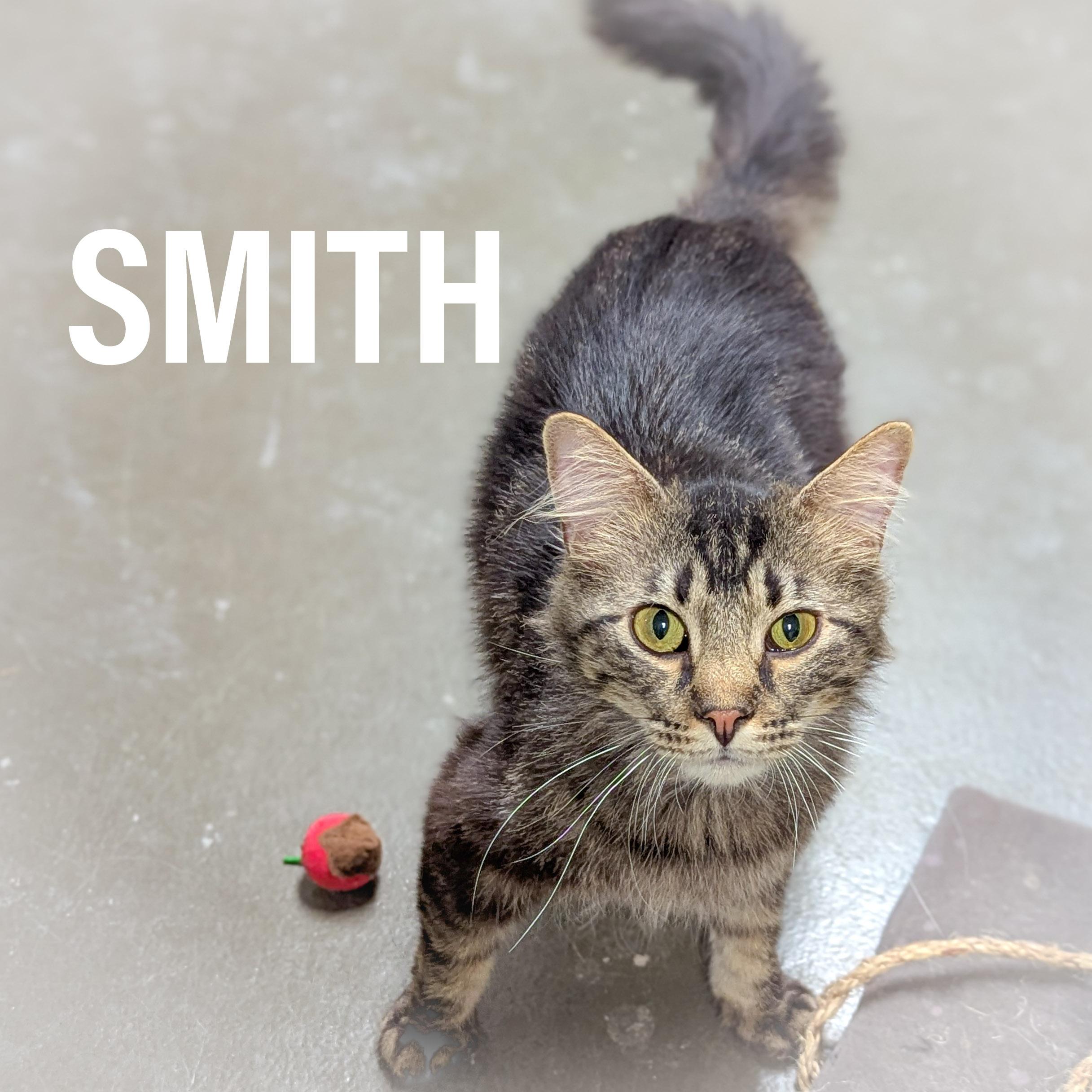 SMITH , adopted, Adult Male Domestic Medium Hair & Tabby.