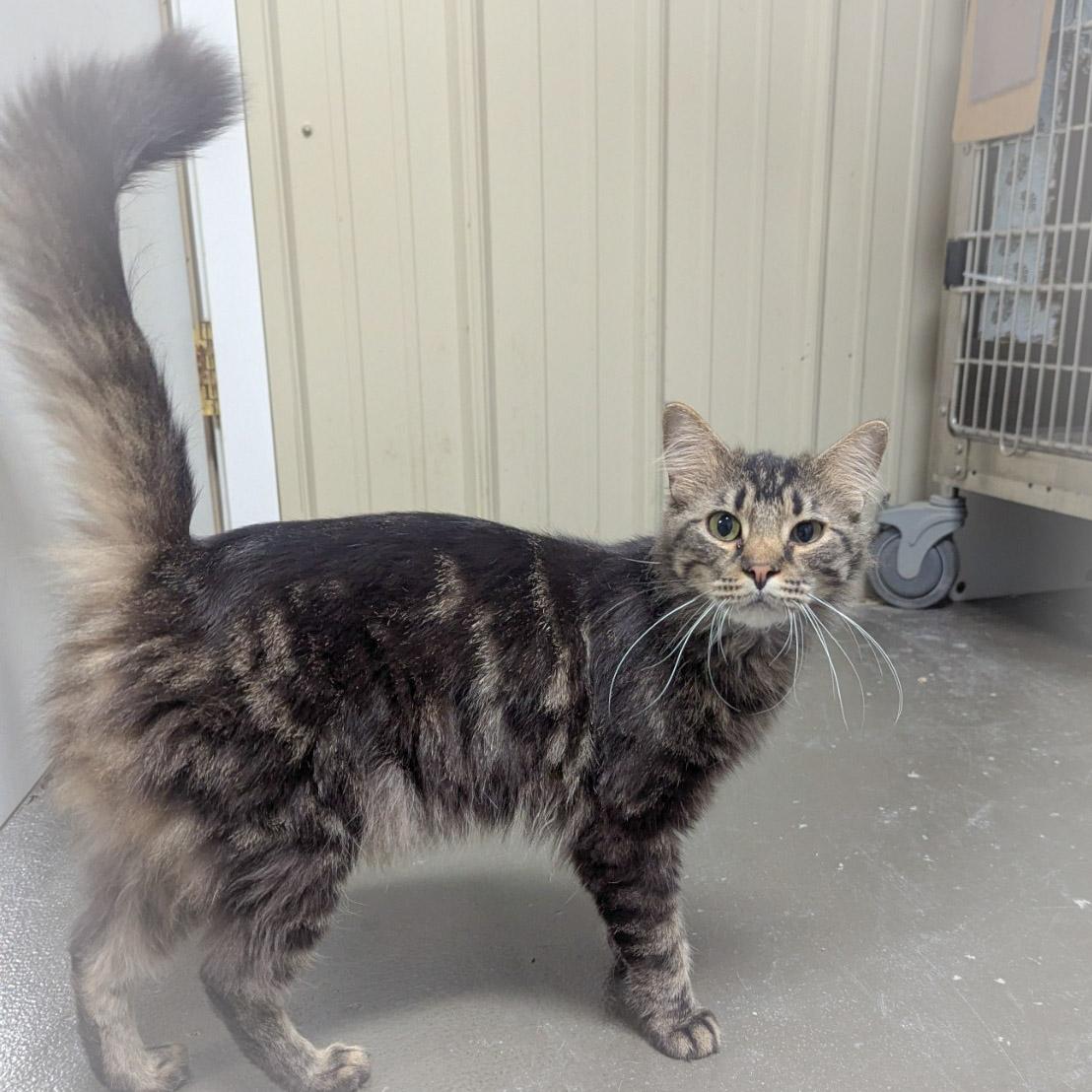 Enlarge SMITH , an adopted mixed breed in Schererville, IN image 4/4