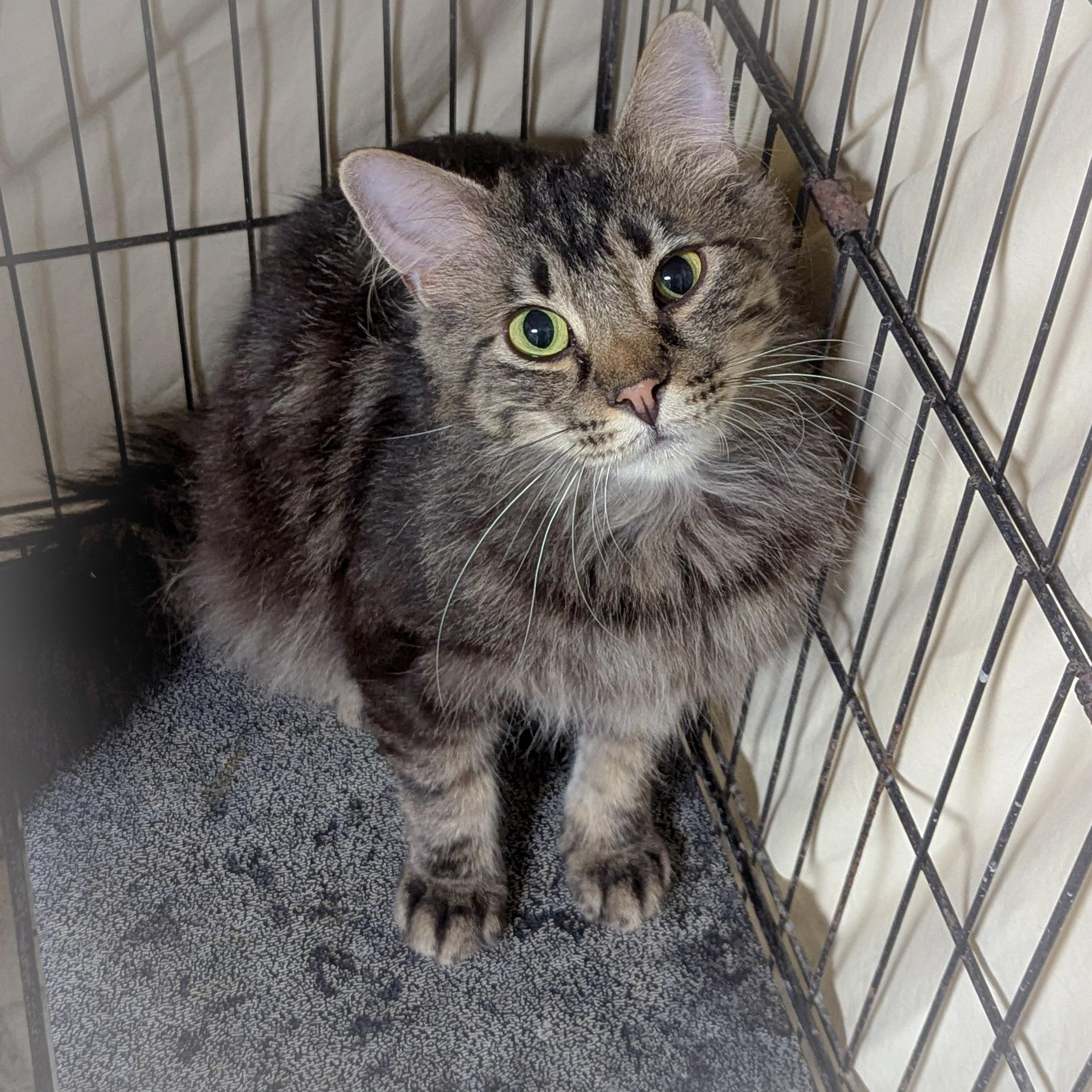 Enlarge SMITH , an adopted mixed breed in Schererville, IN image 3/4