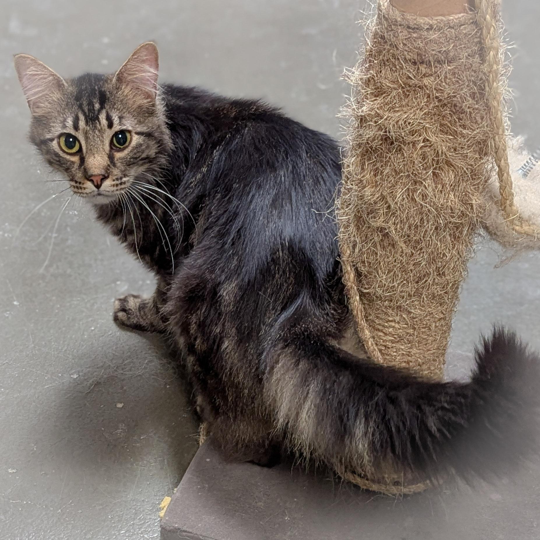 Enlarge SMITH , an adopted mixed breed in Schererville, IN image 2/4