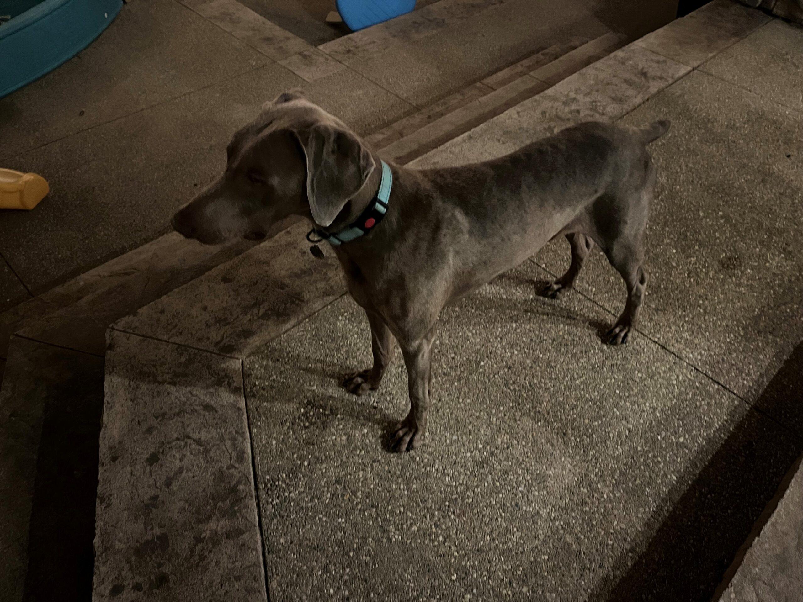 Enlarge Chief, a Adoptable Weimaraner in Grand Rapids, MI image 1/2