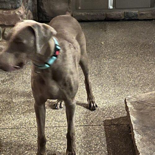 Chief, Adoptable, Adult Male Weimaraner.