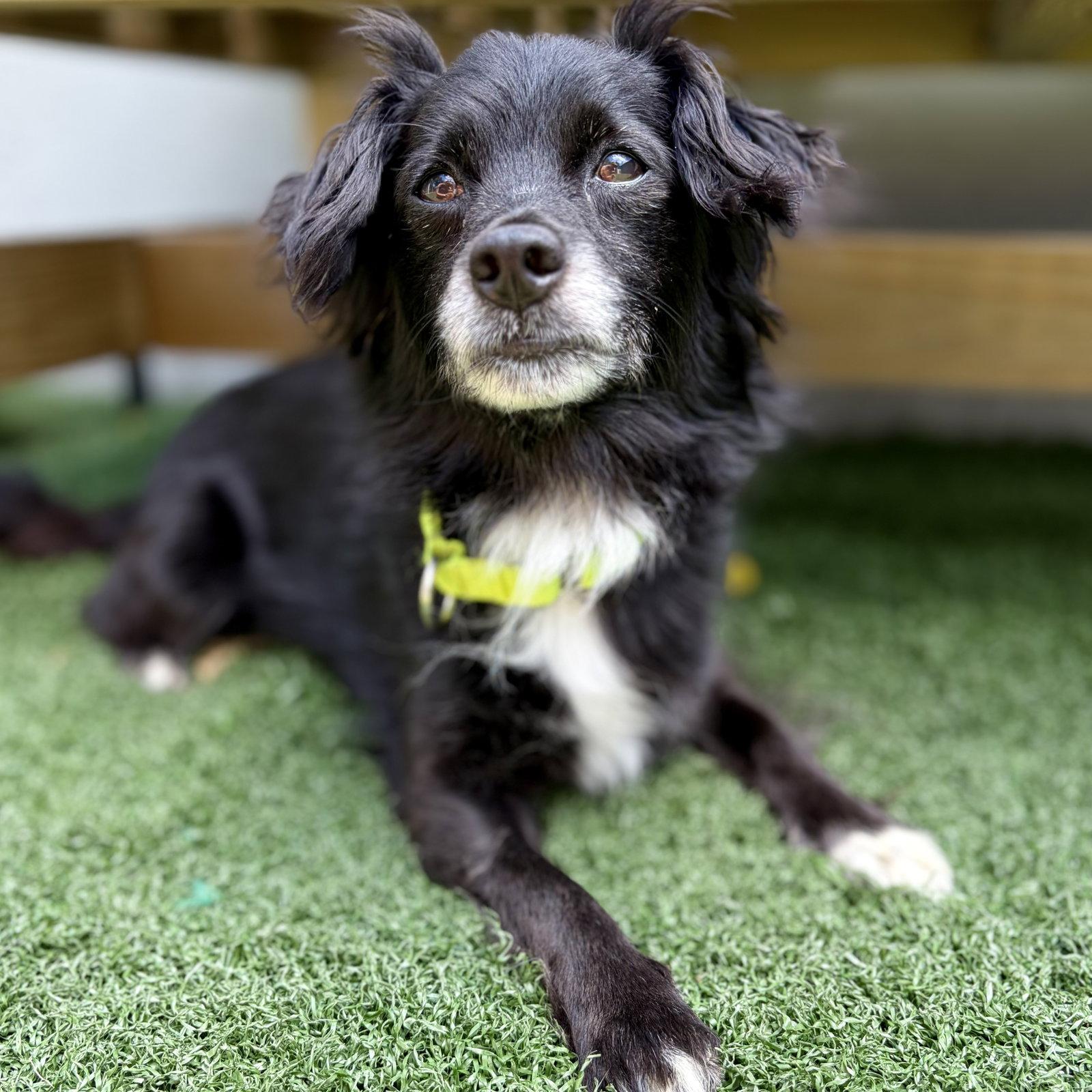 Enlarge Riley, a Adoptable Spaniel in Whitehall, PA image 1/3