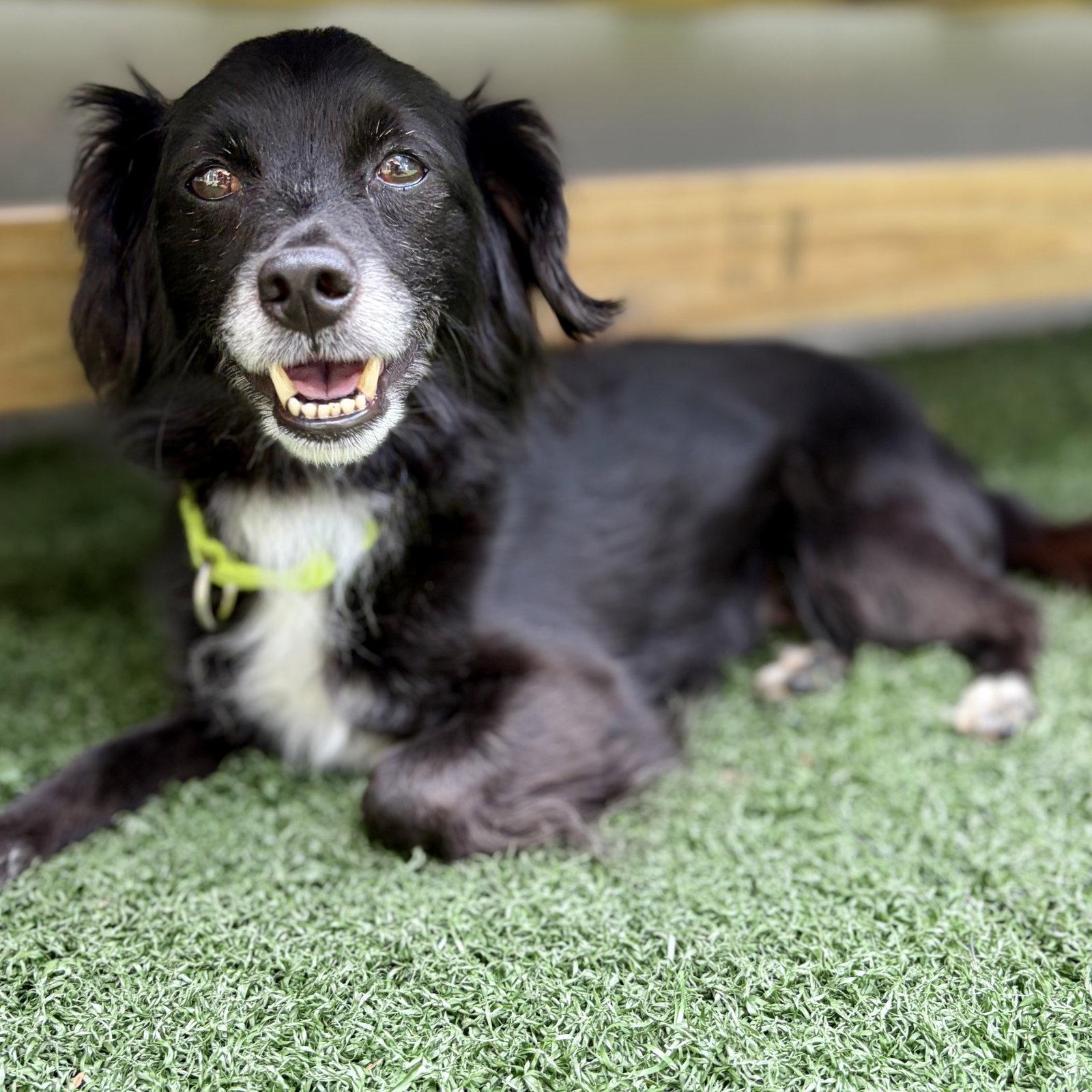 Enlarge Riley, a Adoptable Spaniel in Whitehall, PA image 2/3