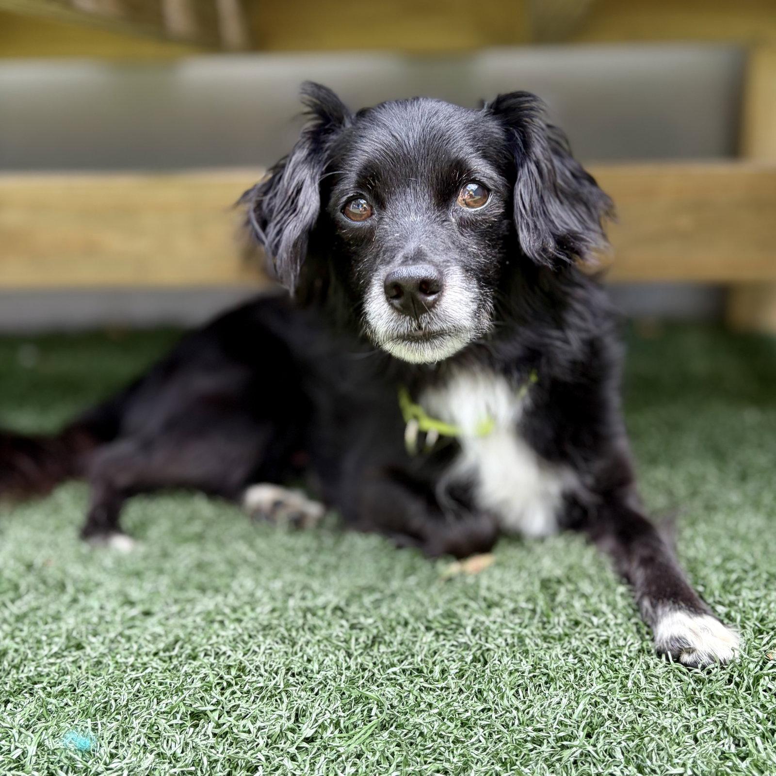 Enlarge Riley, a Adoptable Spaniel in Whitehall, PA image 3/3