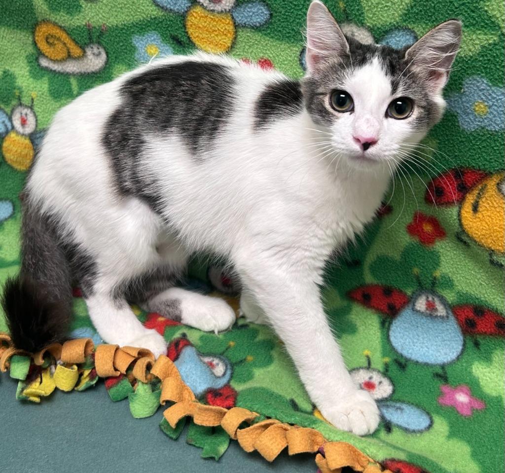 Quinn, Adoptable, Kitten Female Domestic Short Hair.