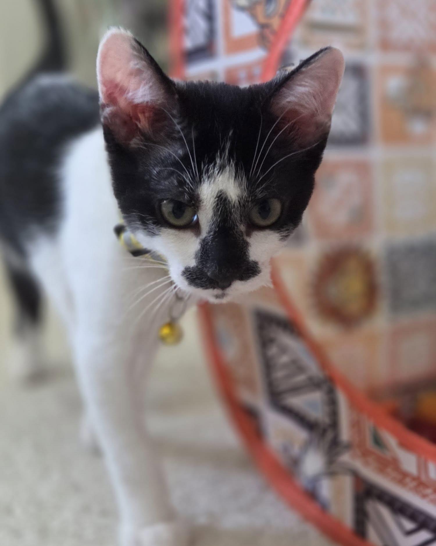 Enlarge OREO, a ADOPTABLE Domestic Short Hair in Coquitlam, BC image 3/6