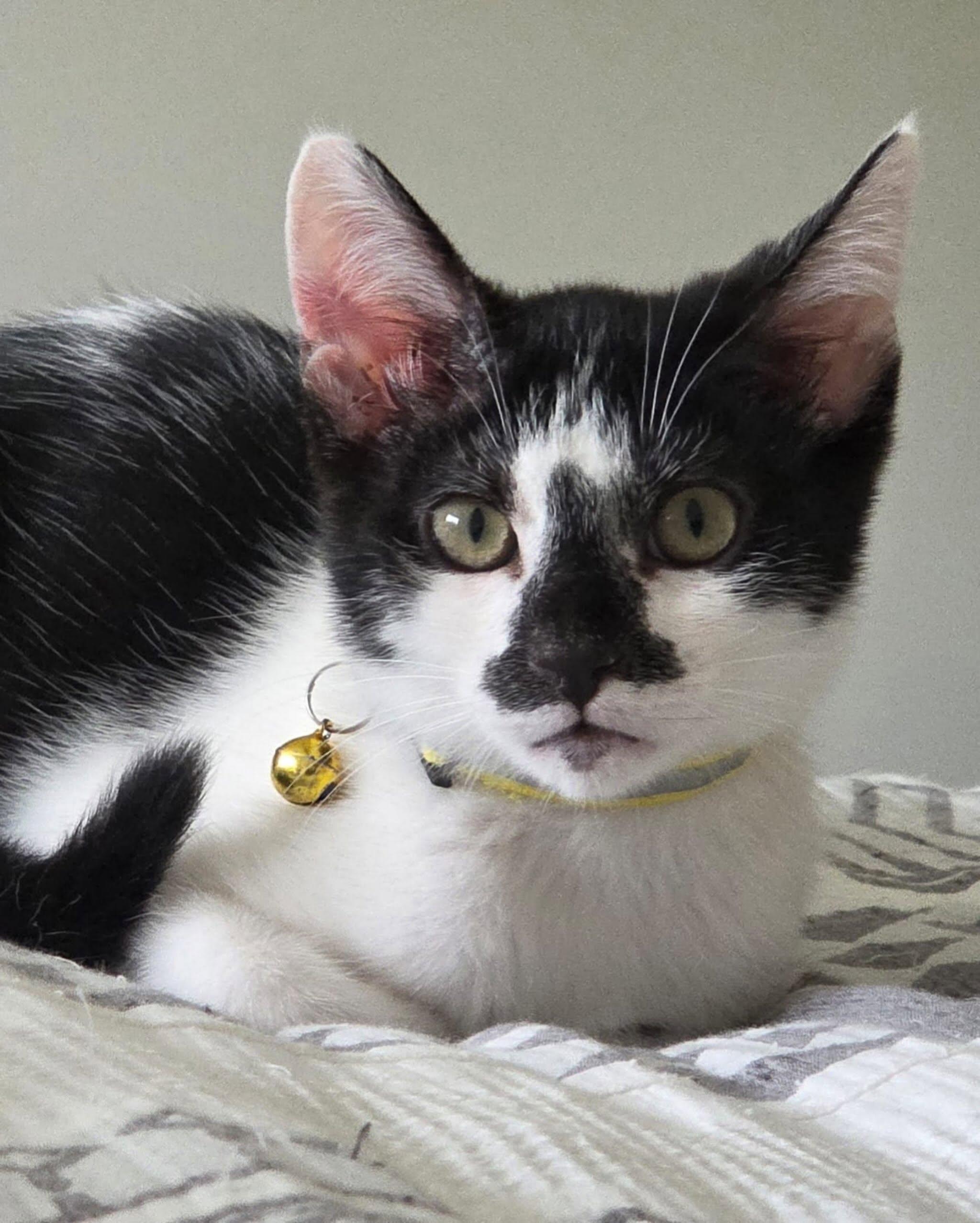 Enlarge OREO, a ADOPTABLE Domestic Short Hair in Coquitlam, BC image 2/6