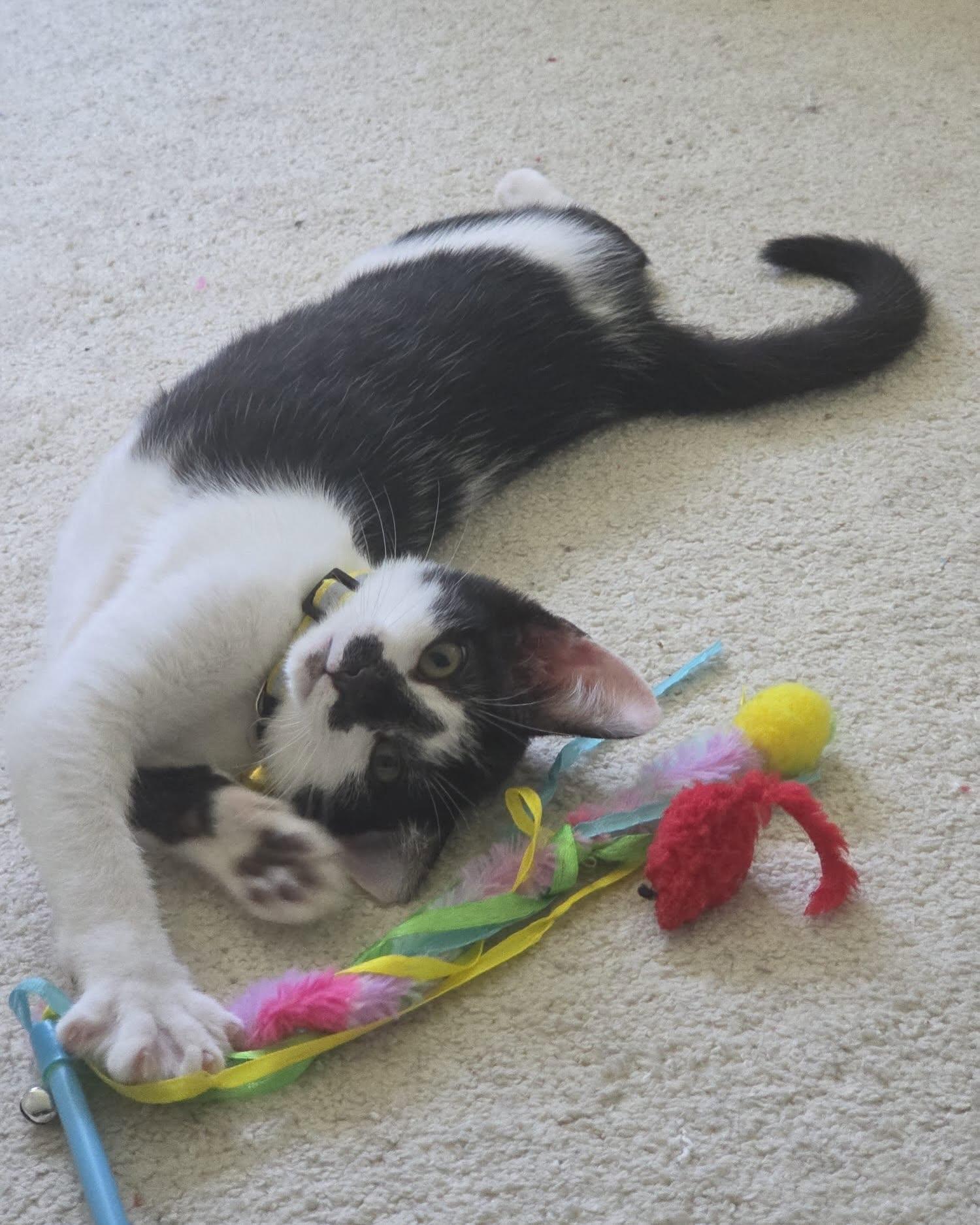 Enlarge OREO, a ADOPTABLE Domestic Short Hair in Coquitlam, BC image 5/6