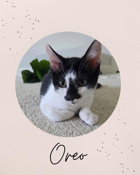 Enlarge OREO, a ADOPTABLE Domestic Short Hair in Coquitlam, BC image 1/6
