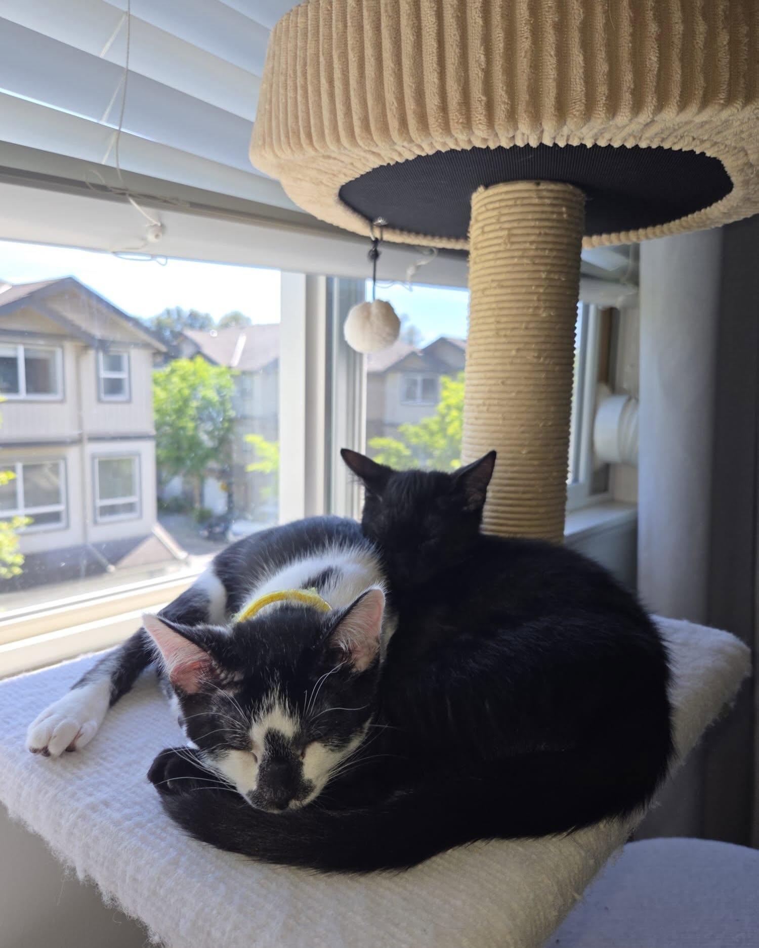 Enlarge OREO, a ADOPTABLE Domestic Short Hair in Coquitlam, BC image 4/6