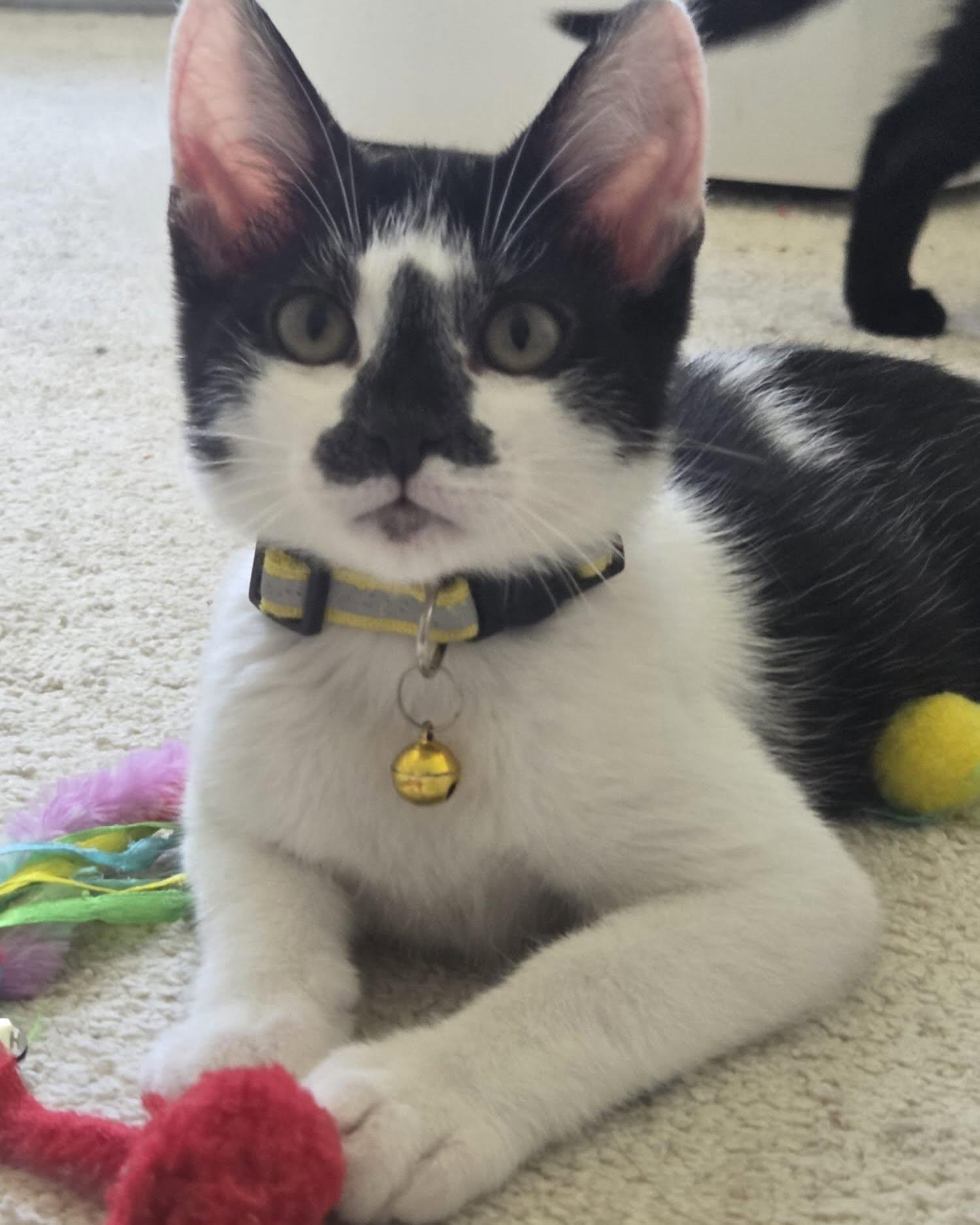 Enlarge OREO, a ADOPTABLE Domestic Short Hair in Coquitlam, BC image 6/6