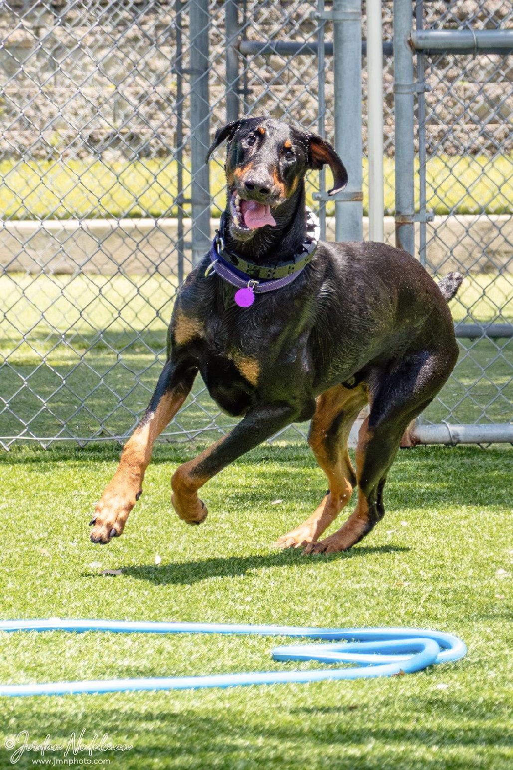 Enlarge Billy 3559, a Adoptable Doberman Pinscher in Oakland Park, FL image 1/3