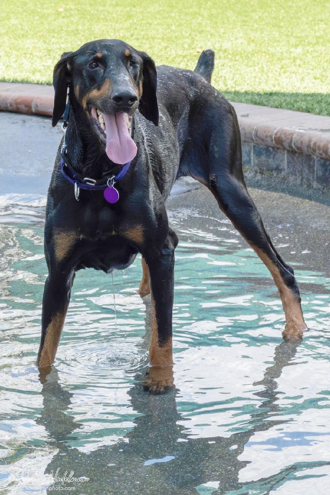 Enlarge Billy 3559, a Adoptable Doberman Pinscher in Oakland Park, FL image 2/3
