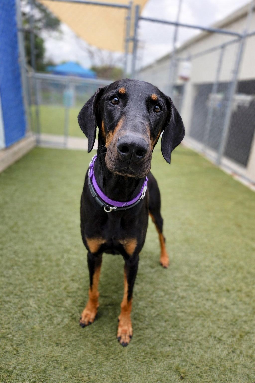 Enlarge Billy 3559, a Adoptable Doberman Pinscher in Oakland Park, FL image 1/2