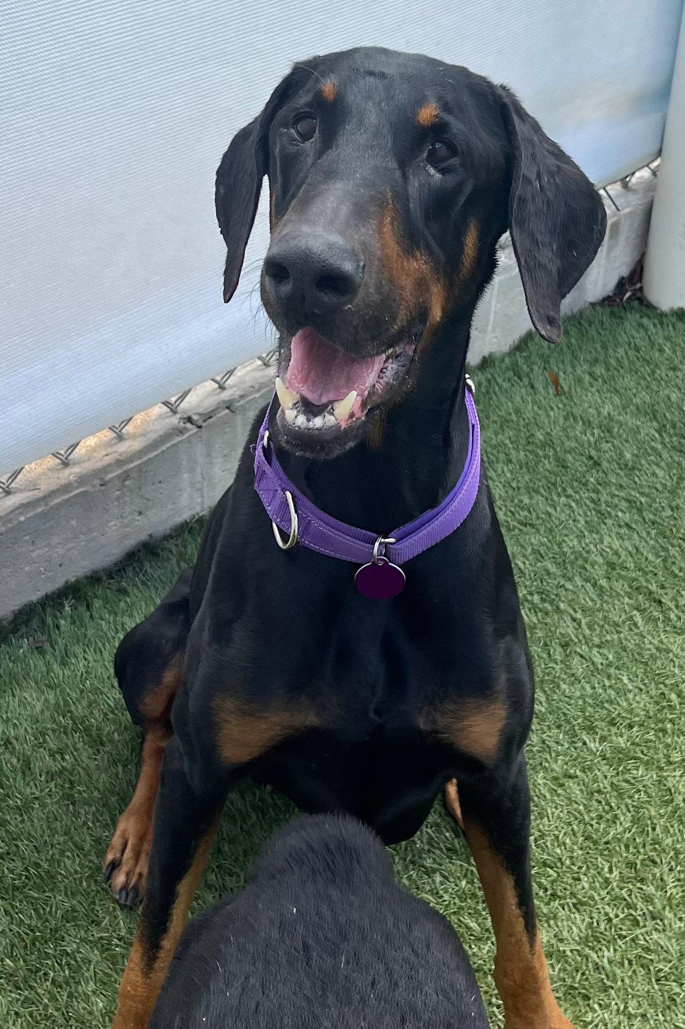 Enlarge Billy 3559, a Adoptable Doberman Pinscher in Oakland Park, FL image 3/3