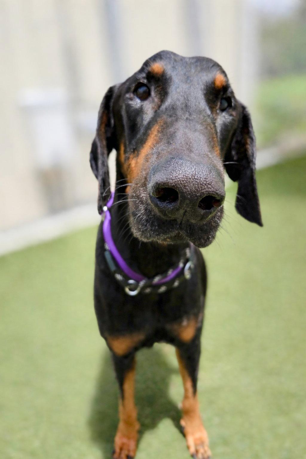 Enlarge Billy 3559, a Adoptable Doberman Pinscher in Oakland Park, FL image 2/2