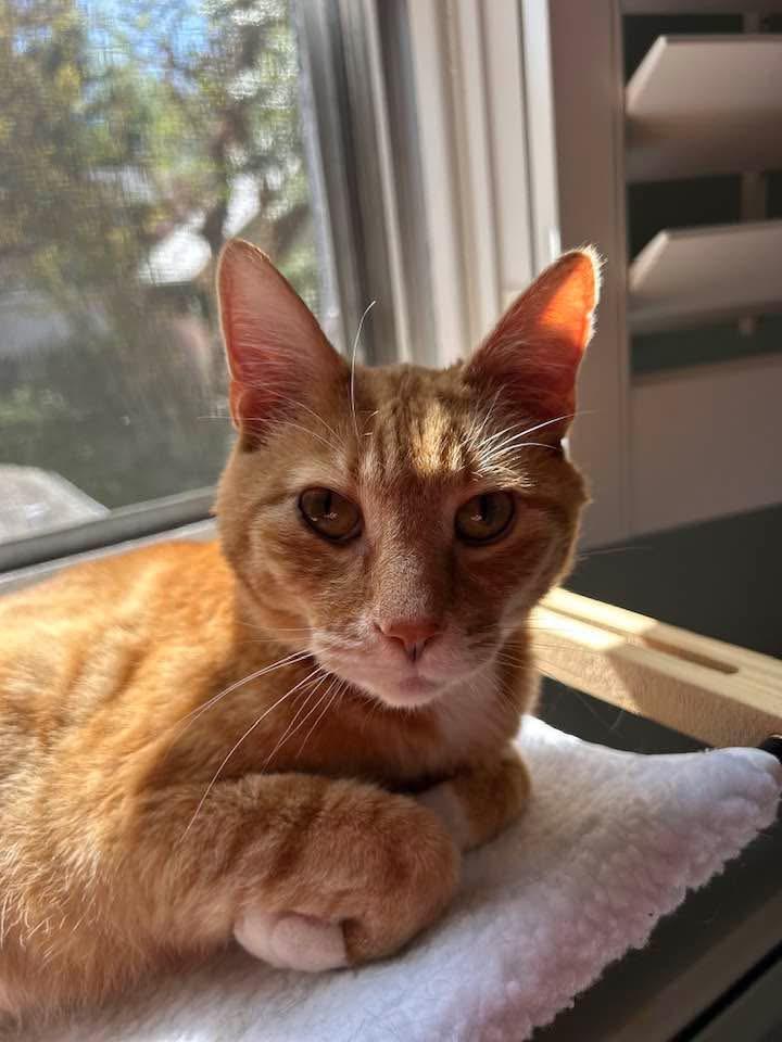 Enlarge Pumpkin, a Adopted Domestic Short Hair in Baltimore, MD image 1/3