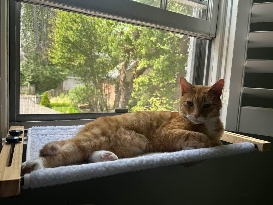 Pumpkin, Adopted, Senior Male Domestic Short Hair.