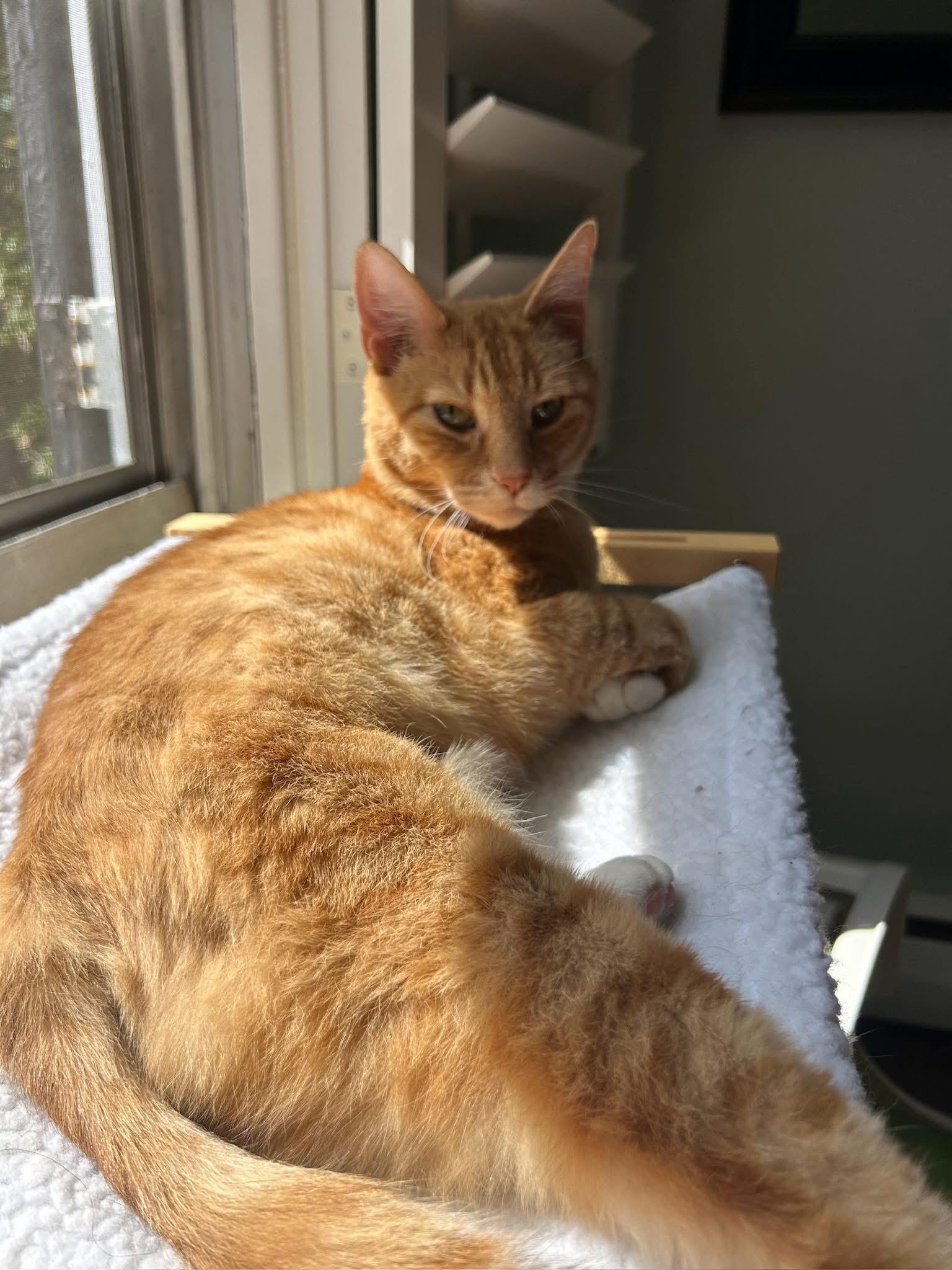 Enlarge Pumpkin, a Adopted Domestic Short Hair in Baltimore, MD image 3/3