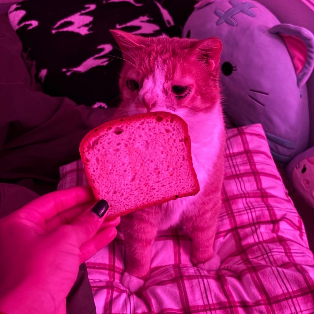 Enlarge Dobby, a Adoptable Domestic Short Hair in Birdsboro, PA image 1/6