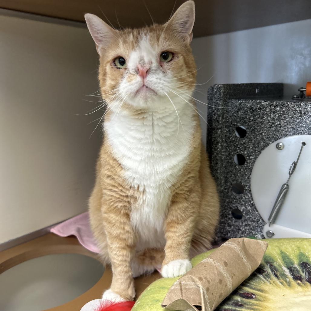 Enlarge Dobby, a Adoptable Domestic Short Hair in Birdsboro, PA image 2/6