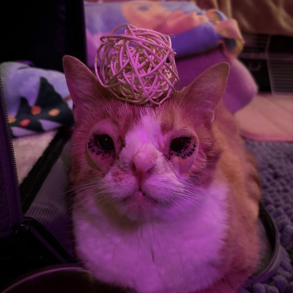 Enlarge Dobby, a Adoptable Domestic Short Hair in Birdsboro, PA image 3/6