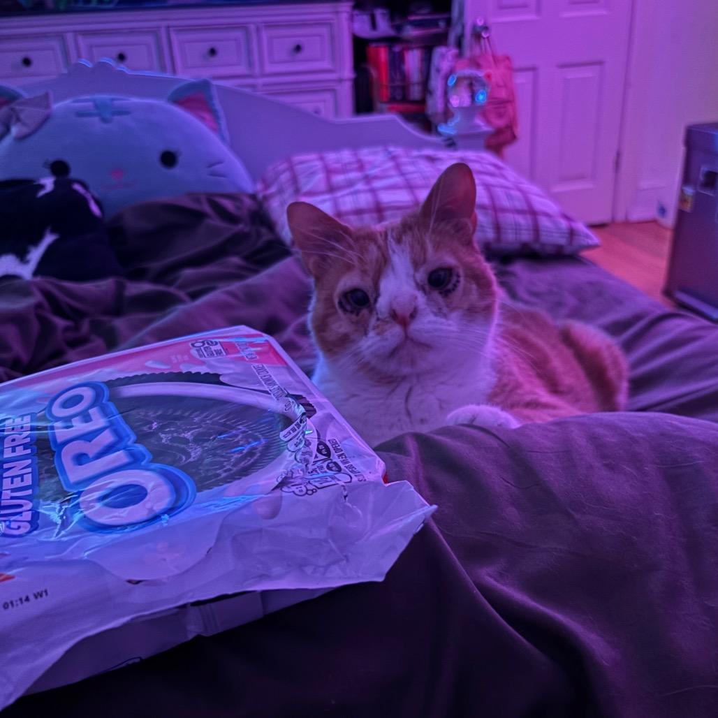 Enlarge Dobby, a Adoptable Domestic Short Hair in Birdsboro, PA image 4/6