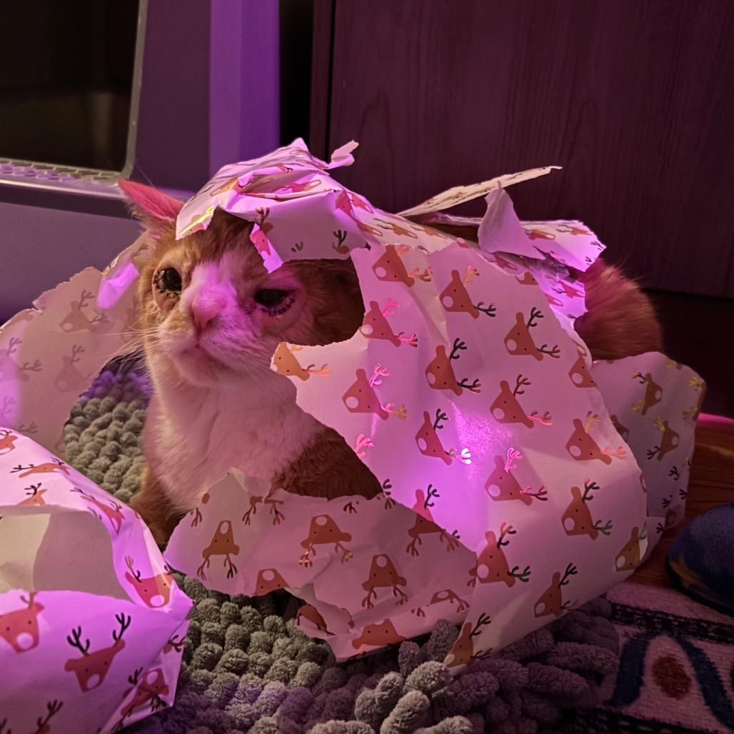 Enlarge Dobby, a Adoptable Domestic Short Hair in Birdsboro, PA image 5/6