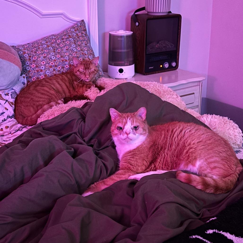 Enlarge Dobby, a Adoptable Domestic Short Hair in Birdsboro, PA image 6/6