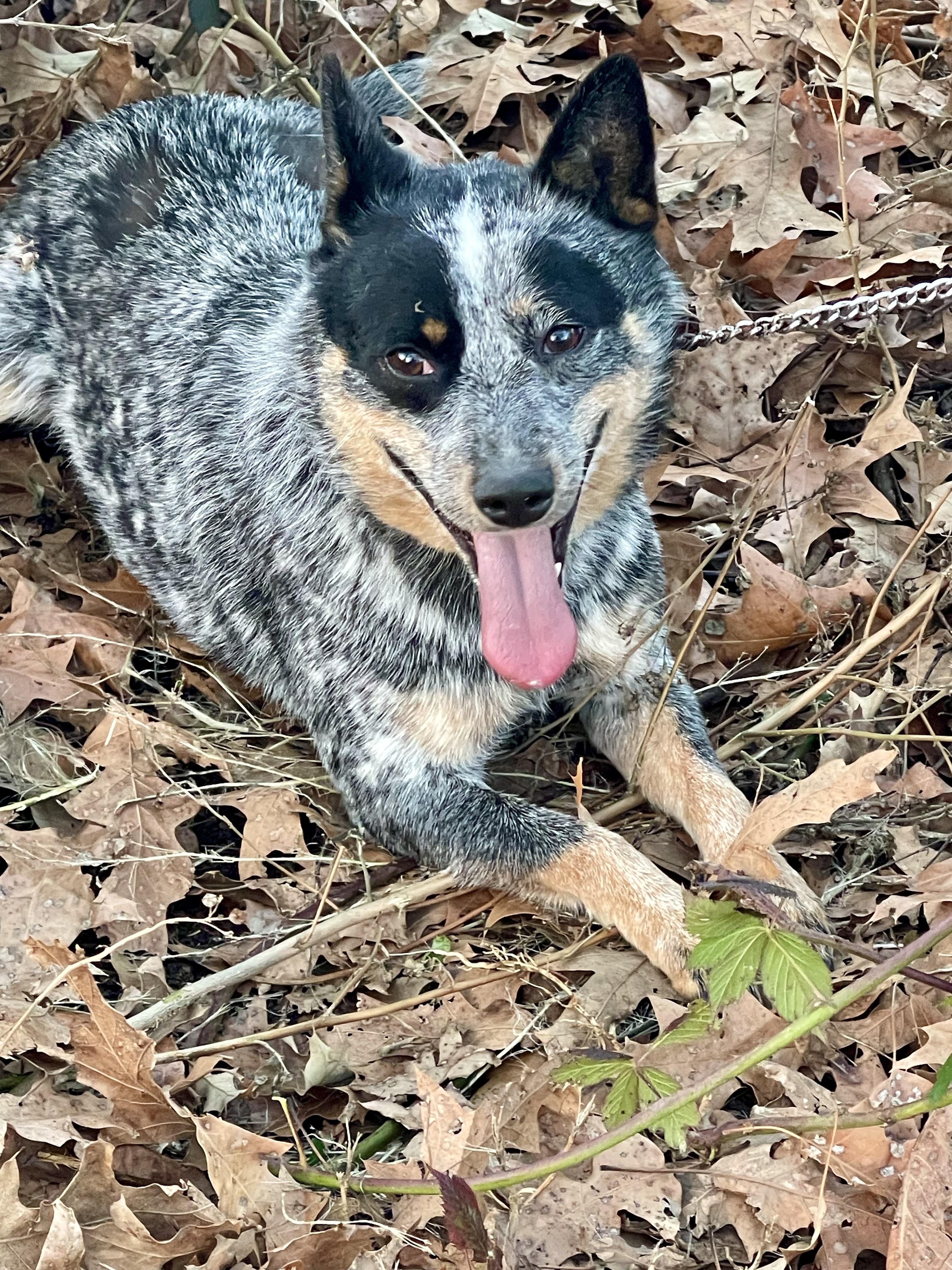 Enlarge Capri, a Adoptable Australian Cattle Dog / Blue Heeler in Newburgh, NY image 4/4