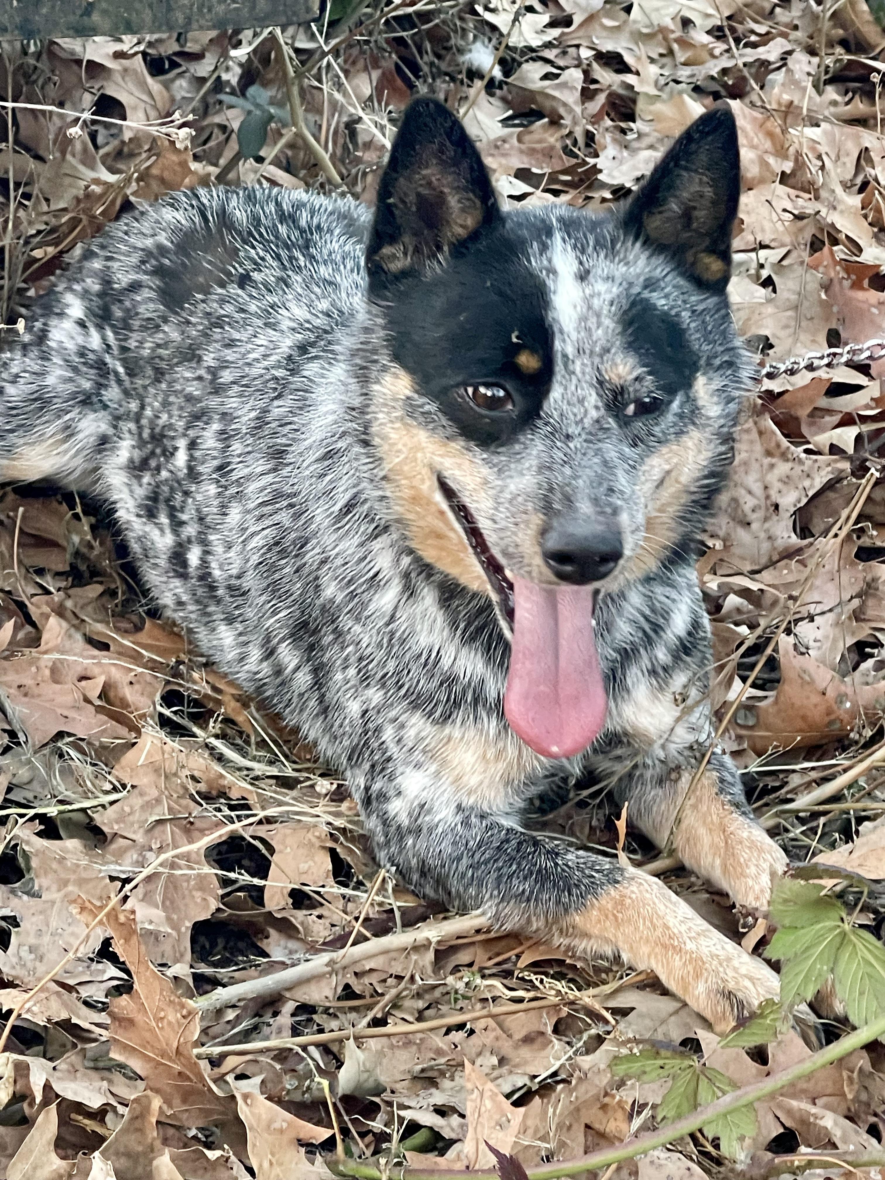 Enlarge Capri, a Adoptable Australian Cattle Dog / Blue Heeler in Newburgh, NY image 2/4