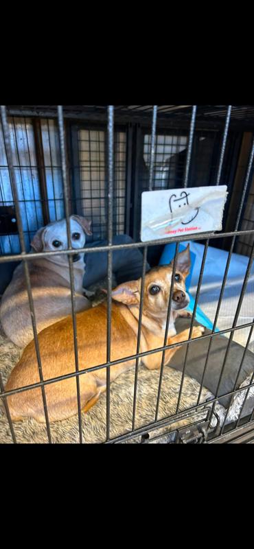 Loyal Lucia & Yadira **Foster needed in Shelter in Mass**, Adoptable, Adult Female Chihuahua.