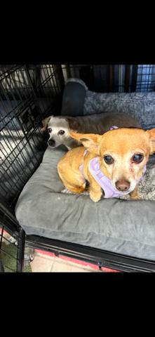 Enlarge Loyal Lucia & Yadira **Foster needed in Shelter in Mass**, a Adoptable Chihuahua in Randolph, MA image 2/6