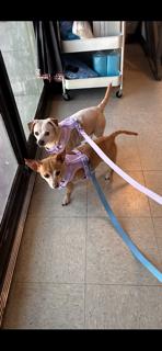 Enlarge Loyal Lucia & Yadira **Foster needed in Shelter in Mass**, a Adoptable Chihuahua in Randolph, MA image 3/6
