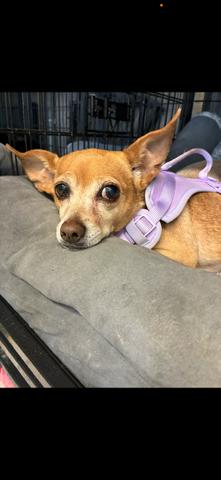 Enlarge Loyal Lucia & Yadira **Foster needed in Shelter in Mass**, a Adoptable Chihuahua in Randolph, MA image 4/6