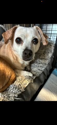 Enlarge Loyal Lucia & Yadira **Foster needed in Shelter in Mass**, a Adoptable Chihuahua in Randolph, MA image 5/6