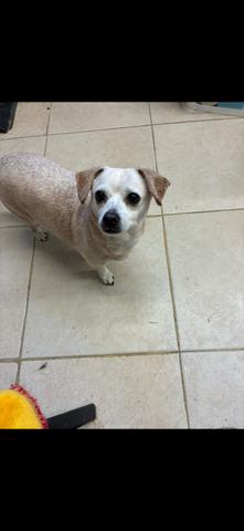 Enlarge Loyal Lucia & Yadira **Foster needed in Shelter in Mass**, a Adoptable Chihuahua in Randolph, MA image 6/6