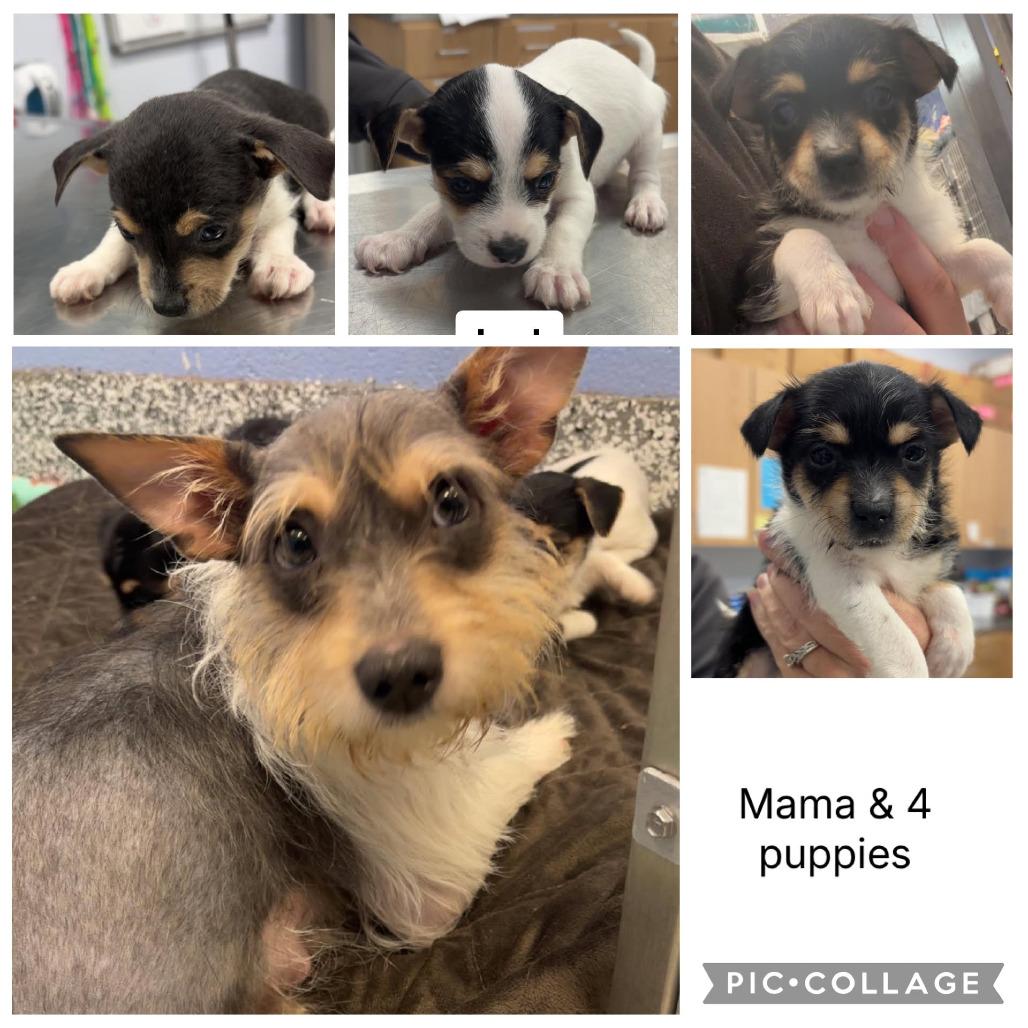 Enlarge FOSTER NEEDED - Mama Mini Schnauzer, a Adoptable Miniature Schnauzer in Staten Island, NY image 1/1