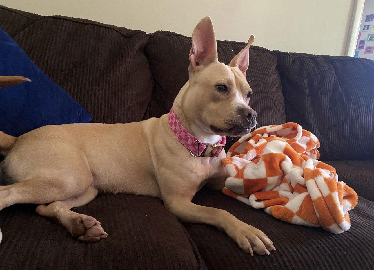 Enlarge Monday, a Adoptable mixed breed in Ball Ground, GA image 1/3