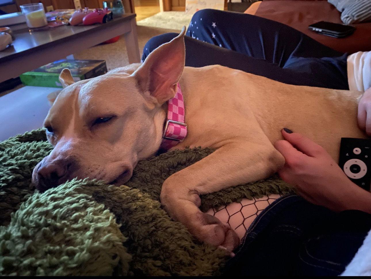 Enlarge Monday, a Adoptable mixed breed in Ball Ground, GA image 2/3