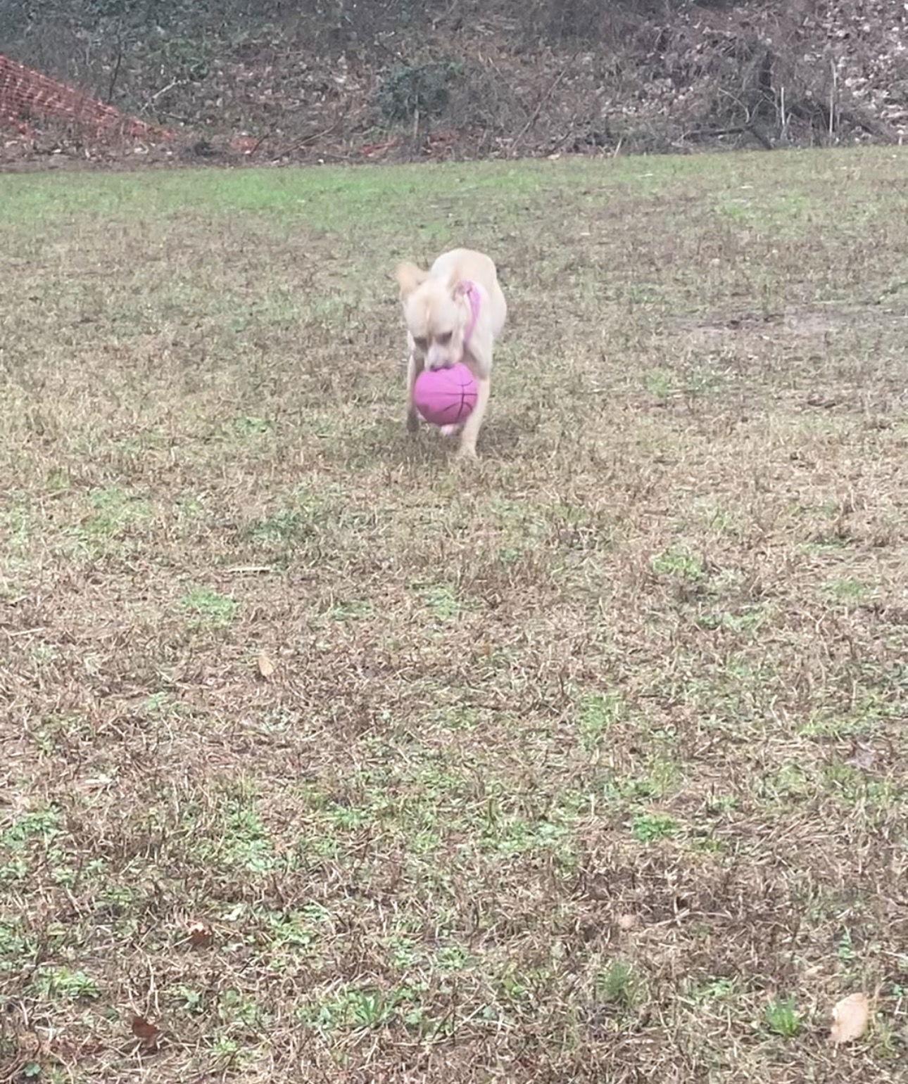 Enlarge Monday, a Adoptable mixed breed in Ball Ground, GA image 3/3