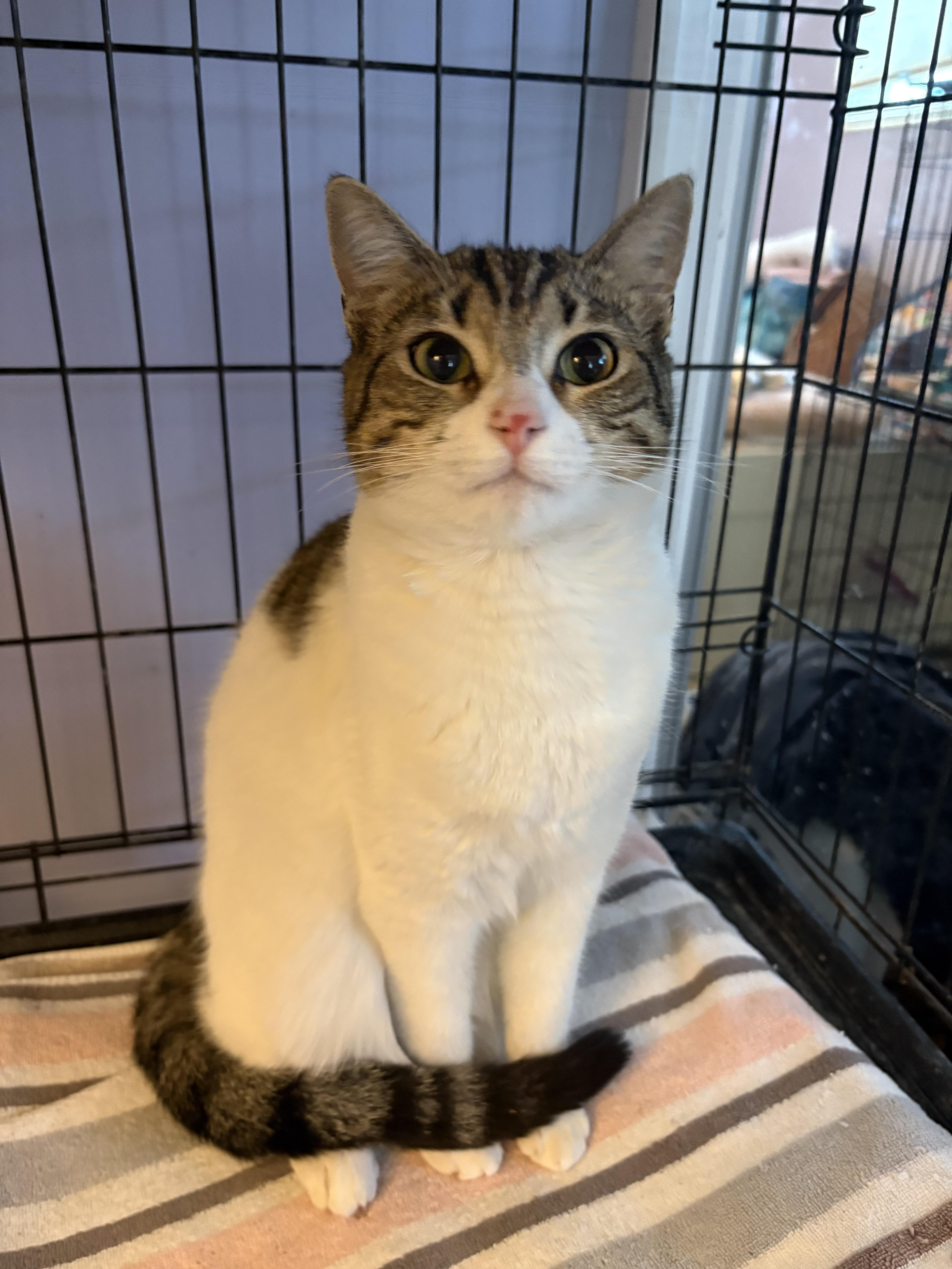 Sonnet, an adopted Domestic Short Hair in Saint Pete Beach, FL image 1/2