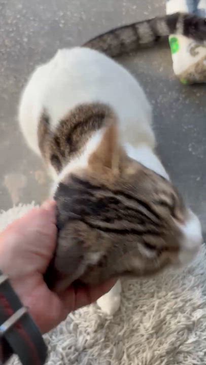 Enlarge Sonnet, an adopted Domestic Short Hair in Saint Pete Beach, FL video 2/2