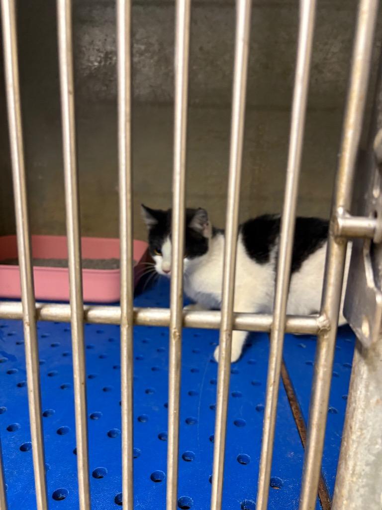 Enlarge Honda, a Adoptable mixed breed in Benton, AR image 1/1