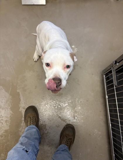 Geppetto, a Adoptable mixed breed in South Bend, IN image 1/2