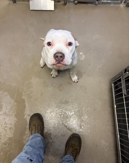 Geppetto, a Adoptable mixed breed in South Bend, IN image 2/2