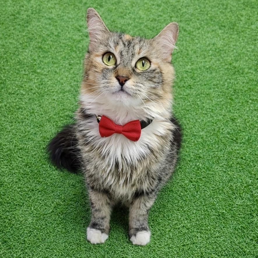 Kallie Kat — thumbnail 2